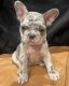 French Bulldog Puppies for sale in Riverside, California. price: $1,700