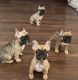 French Bulldog Puppies for sale in North Las Vegas, Nevada. price: $3,000