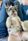 French Bulldog Puppies for sale in Allendale, Michigan. price: NA