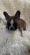 French Bulldog Puppies for sale in Lihue, Hawaii. price: $2,000
