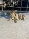 French Bulldog Puppies for sale in Ruskin, FL, USA. price: NA