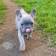 French Bulldog Puppies for sale in Seattle, WA, USA. price: $2,500