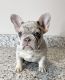French Bulldog Puppies for sale in Clinton Township, Michigan. price: $4,500