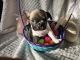 French Bulldog Puppies for sale in Duncan, Oklahoma. price: $2,000