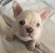 French Bulldog Puppies for sale in Weatherford, Texas. price: $2,500