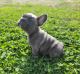 French Bulldog Puppies for sale in Quapaw, OK 74363, USA. price: $3,500