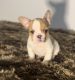 French Bulldog Puppies for sale in Inglewood, California. price: $2,500