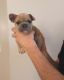 French Bulldog Puppies for sale in Las Vegas, Nevada. price: $3,000