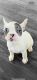 French Bulldog Puppies for sale in Burton, Michigan. price: $1