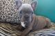 French Bulldog Puppies for sale in Alexandria Bay, NY, USA. price: NA