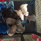 French Bulldog Puppies for sale in Augusta, GA, USA. price: $200