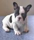 and French bulldog puppies for pet lovers.