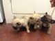 French Bulldog Puppies for sale in Columbus, GA, USA. price: $500