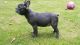 French Bulldog Puppies for sale in Columbus, GA, USA. price: $800