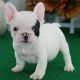 French Bulldog Puppies for sale in Augusta, GA, USA. price: NA