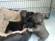 French Bulldog Puppies for sale in Alamosa, CO 81101, USA. price: $400