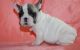 French Bulldog Puppies for sale in Woodbridge Township, NJ, USA. price: NA