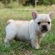 French Bulldog Puppies for sale in Adams, NY 13605, USA. price: NA