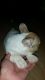 French Bulldog Puppies for sale in Lubbock, TX, USA. price: NA