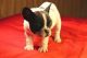 French Bulldog Puppies for sale in Alexander, IL, USA. price: NA