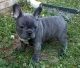 French Bulldog Puppies for sale in Oakland, CA, USA. price: NA