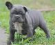 French Bulldog Puppies for sale in Augusta, GA, USA. price: NA