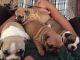 French Bulldog Puppies for sale in Lehi, UT, USA. price: NA