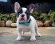 French Bulldog Puppies for sale in Columbus, GA, USA. price: $600
