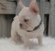 French Bulldog Puppies for sale in Columbus, GA, USA. price: NA