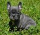 French Bulldog Puppies for sale in Lubbock, TX, USA. price: NA