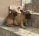 French Bulldog Puppies for sale in Aguadilla Pueblo, Aguadilla, Puerto Rico. price: NA