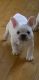 French Bulldog Puppies for sale in Rochester, NY, USA. price: $500