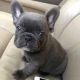 French Bulldog Puppies for sale in Aurora, CO, USA. price: $500