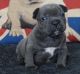 French Bulldog Puppies for sale in Yonkers, NY, USA. price: $400