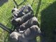 French Bulldog Puppies for sale in Rochester, NY, USA. price: $600
