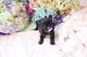 French Bulldog Puppies for sale in Aurora, CO, USA. price: $1,200