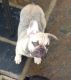 French Bulldog Puppies for sale in United States. price: NA