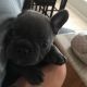 French Bulldog Puppies for sale in N 3rd St, Brooklyn, NY, USA. price: NA