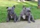 xccv French Bulldog Puppies for Sale