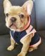 AKC Registered French Bulldogs Ready for X-MAS