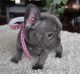 French Bulldog Puppies for sale in Jersey, GA 30018, USA. price: $400