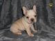 French Bulldog Puppies for sale in Jersey, GA 30018, USA. price: $400