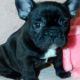 French Bulldog Puppies for sale in Jersey, GA 30018, USA. price: $430