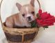 French Bulldog Puppies for sale in Jersey, GA 30018, USA. price: $420