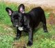 French Bulldog Puppies for sale in Alamosa, CO 81101, USA. price: $600