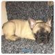 French Bulldog Puppies for sale in Nyack, NY 10960, USA. price: NA
