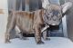 French Bulldog Puppies for sale in Schaumburg, IL, USA. price: NA