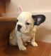 French Bulldog Puppies for sale in Brooklyn, NY, USA. price: NA