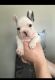 French Bulldog Puppies for sale in Portland, ME, USA. price: NA