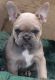 French Bulldog Puppies For Sale.